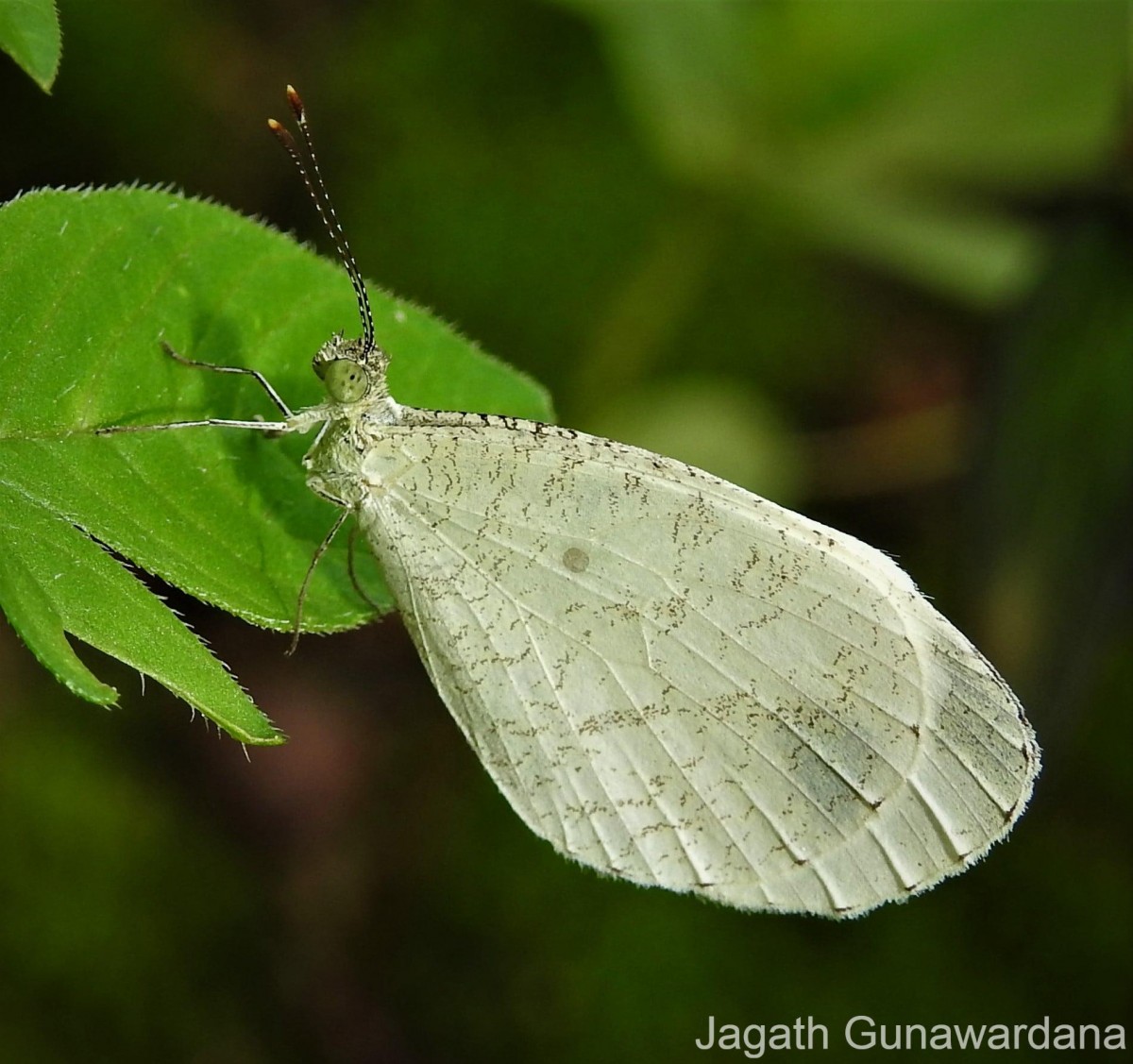 Leptosia nina Fabricius, 1793